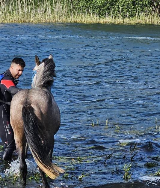 Ardahan'da adadaki 1 tane hayvanı gören vatandaşlar 10 saat sonra aynı yerden geçtiklerinde korkunç detayı fark ettiler. Acilen resmi ekipler arandı - Resim: 2