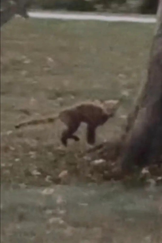 Parkta bebek arabasında çocuklarını gezdiren 2 kadın tarafından fark edildi. Kadınlar o yaratığı görünce çığlığı bastı. Bölge kontrol altına alındı - Resim: 3