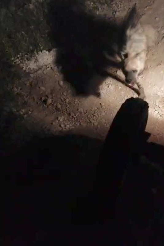 Şanlıurfa'da normalde Doğu Afrika'da yaşayan yırtıcı hayvandan 1 tanesi ortaya çıktı. 1 tane hayvanın hareketi herkesi buz kestirdi - Resim: 1