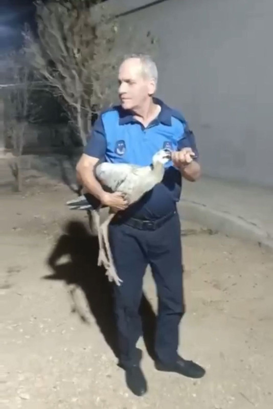 Hatay’da yol kenarında güçsüz halde bulunan canlı ekipler tarafından tedaviye alındı - Resim: 1