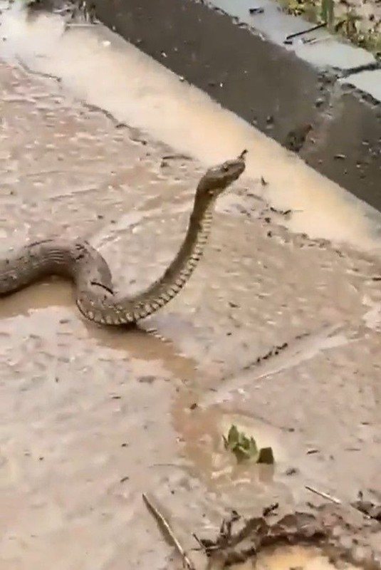 Şanlıurfa'da tedirgin eden görüntü! Sanki kıyamet alameti: Sokakları bastı! - Resim: 3