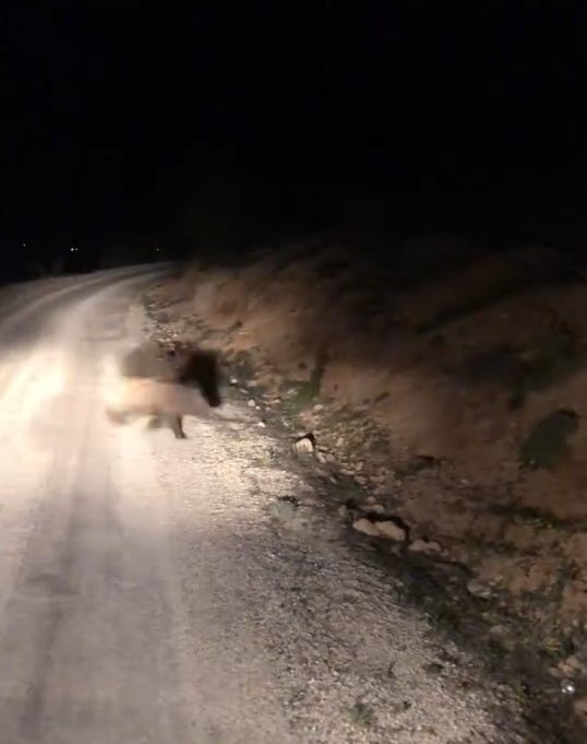 Aydın'da ortaya çıkması büyük panik yaşatan hayvan bu kez sürü halinde Elazığ'da ortaya çıktı! Şimdilik 2 tanelerdi - Resim : 1