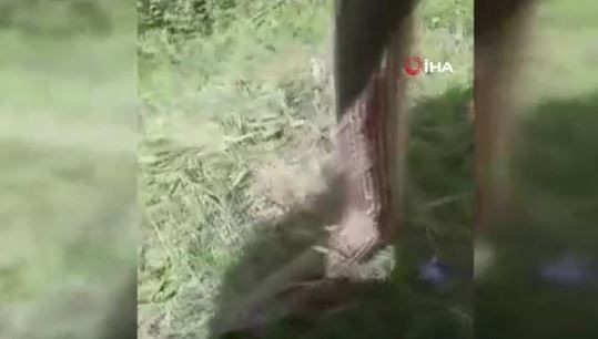 Sivas'ta 3 yıl önce doğada bir olay yaşayan vatandaş, 3 yıl sonra bağda yine aynı olayı yaşadı! O hayvanla ilgili Türkiye'ye uyarı her yerden çıkmaya başladı - Resim: 1