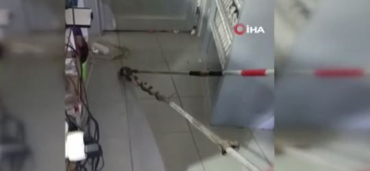 Diyarbakır'da 1,5 metre uzunluğundaki korkunç hayvan, insanların olduğu yerde ortaya çıktı. Şanlıurfa, Gaziantep, Mardin ve Hakkari de çok dikkat - Resim: 3