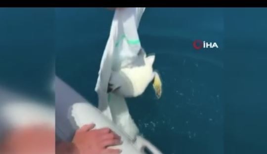 Antalya'da 1 tanesi ağlara dolanmış acı içerisinde can vermeyi bekliyordu. O sırada müthiş bir olay gerçekleşti - Resim: 1