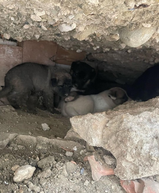 Hatay'da vatandaşlar kuyudan gelen sesleri fark ettiler. Kuyunun içine bakınca onları görenler hemen itfaiye ekiplerine haber verdi - Resim : 1
