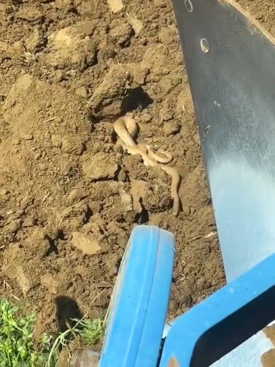 Elazığ'da traktörüyle birlikte tarla süren vatandaşın 10 dönümlük tarlasında bir anda karşısına çıktı. Boyu 2 metreye kadar vardı - Resim: 2