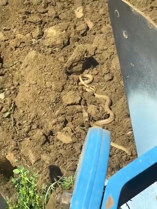Elazığ'da traktörüyle birlikte tarla süren vatandaşın 10 dönümlük tarlasında bir anda karşısına çıktı. Boyu 2 metreye kadar vardı - Resim: 3