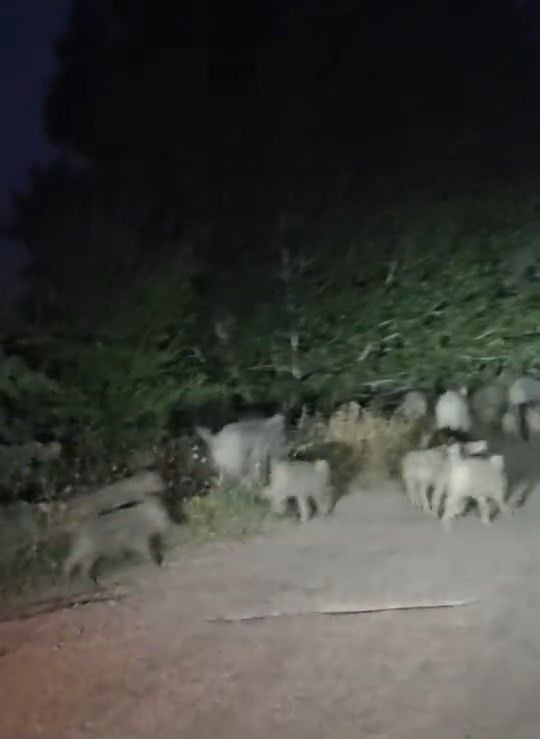 Elazığ'da 1-2  tanesi değil 10-20 tanesi bir anda sürü halinde yola inince sürücü panik yaptı. Türkiye bu işin şakası artık yok - Resim: 4