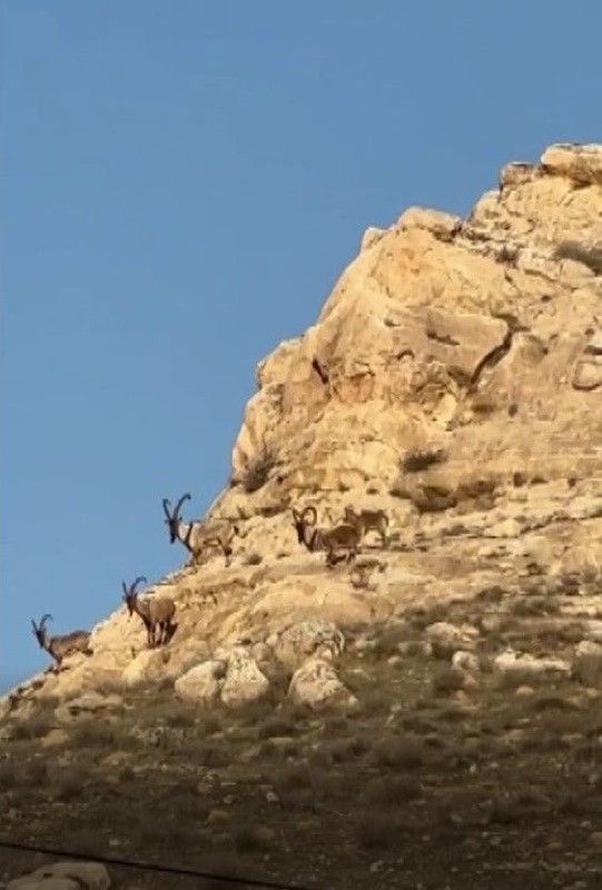 Batman'ın Hasankeyf ilçesinde nesli tükenen hayvan sürü halinde dağlık alanda ortaya çıktı! Harika görüntü oluştu - Resim: 3