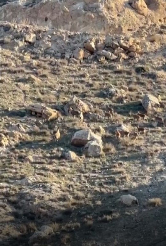 Batman'ın Hasankeyf ilçesinde nesli tükenen hayvan sürü halinde dağlık alanda ortaya çıktı! Harika görüntü oluştu - Resim: 1