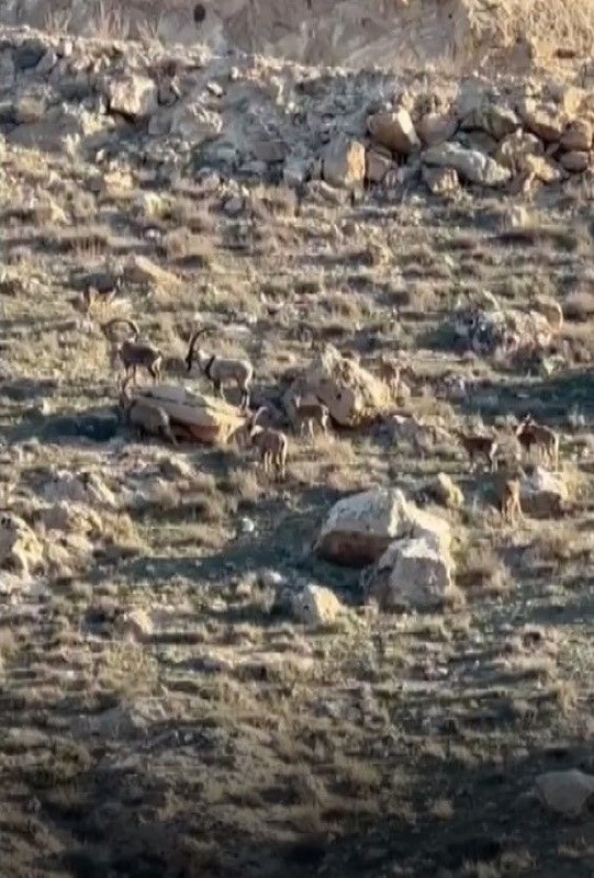 Batman'ın Hasankeyf ilçesinde nesli tükenen hayvan sürü halinde dağlık alanda ortaya çıktı! Harika görüntü oluştu - Resim: 2