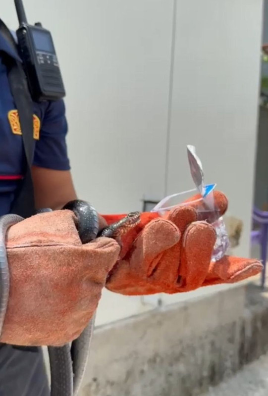 Osmaniye’de evin bahçesine girdi! Yakalandıktan sonra yapılan o hareket, görenleri hem şaşırttı hem duygulandırdı - Resim: 4