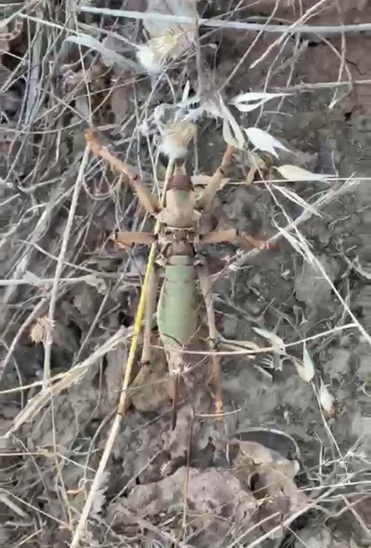 Batman'da piknik için kırsal alana giden vatandaşlar topraktaki çer çöpün arasında onu gördü. 20 santimetreye uzanan boyu görenleri hayrete düşürdü - Resim: 3
