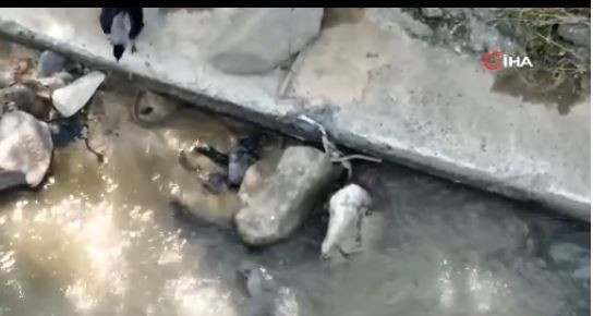 Artvin’de 1 tanesi Çoruh Nehri üzerinde ok gibi fırladı. Kıvrılarak ilerlemek isteyen hayvanı gözüne kestirip üzerine çullandı - Resim: 2