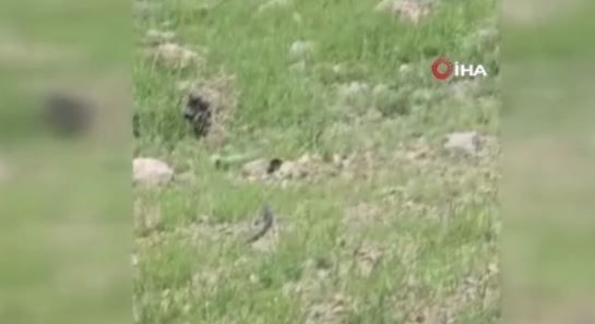 Şırnak'ta odun toplamaya giden kadının karşısında doğada 2 metreyle bir anda çıktı. Hayvanı görünce elleri resmen korkudan titredi - Resim: 1