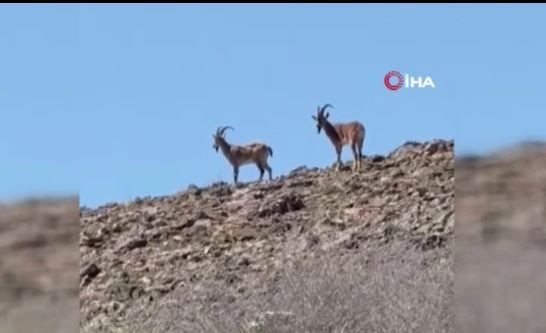 Elazığ'da doğada 2 tanesi birden ortaya çıktı. Dokunmak isteyenler tanesi başına 660.000'i hazırlayacak - Resim: 4