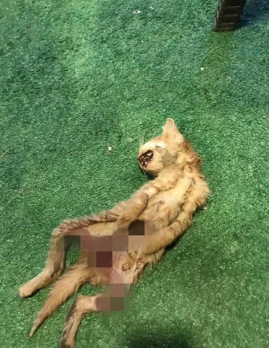 Bir kent bu vahşetle ayağa kalktı! İnsan tarafından yapılmış bir işkence türü' - Resim : 1