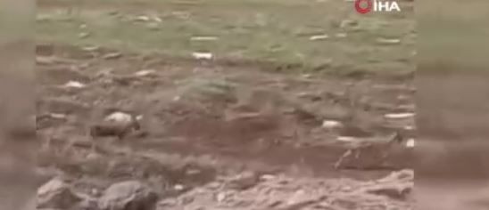Elazığ'da doğada 2 tanesi birden ortaya çıktı. Her birine dokunmak 250.000... 2'sine dokunan 500.000'i hazır tutsun - Resim: 2