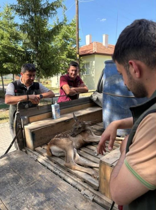 Bolu'da ormanlık alanın içerisinde ekipler 1 tanesini fark etti. 1 tane hayvana doğru bakan ekipler gördükleriyle detayla resmen Türkiye'ye felaket haberi verdi - Resim: 5