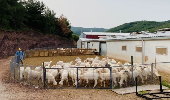 Çanakkale'de hayvancılara kırmızı alarm! Yetkililer acilen harekete geçti, giriş çıkışlar durduruldu. Hayvan pazarı 3 hafta kapatıldı - Resim: 2