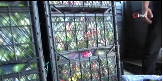 Diyarbakır’da 1000'lercesi teker teker çürüdü... Kasa kasa  1 tonun hepsi çöpe atılacak kontrol etmeye gittiklerinde korkunç manzarayı gördüler - Resim: 2