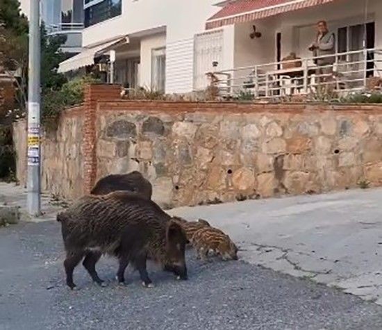 Aydın'da gündüz vakti şehir merkezine 15'i birden sürü halinde geldi. Hareketleri şaşırttı. Daha önce gelenler bile bunu yapmıyordu - Resim: 2