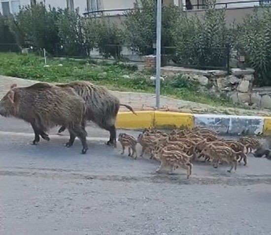 Aydın'da gündüz vakti şehir merkezine 15'i birden sürü halinde geldi. Hareketleri şaşırttı. Daha önce gelenler bile bunu yapmıyordu - Resim: 1