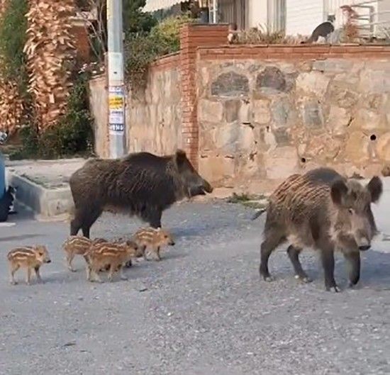 Aydın'da gündüz vakti şehir merkezine 15'i birden sürü halinde geldi. Hareketleri şaşırttı. Daha önce gelenler bile bunu yapmıyordu - Resim: 3