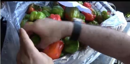 Diyarbakır’da 1000'lercesi teker teker çürüdü... Kasa kasa  1 tonun hepsi çöpe atılacak kontrol etmeye gittiklerinde korkunç manzarayı gördüler - Resim: 1