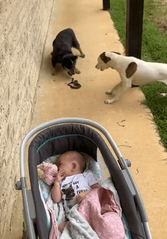 Yılanı bebekten uzak tutmak isteyen köpekten korkunç hareket... Yılanı dişleri arasına aldı, yaptığı şey dehşete düşürdü - Resim : 1