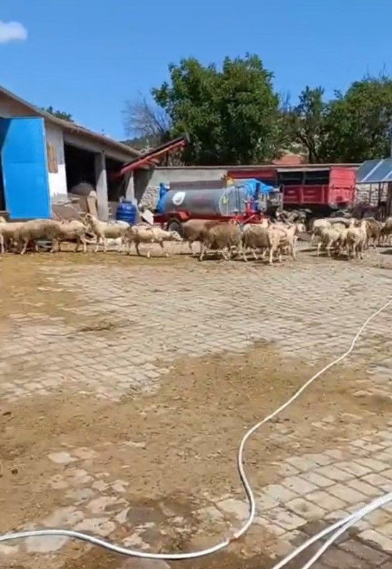 Eskişehir'de içinde 30 tane koyunun olduğu ahır bir anda cayır cayır yanmaya başladı.  1 tane hayvanla ilgili detayı duyanlar ise dehşete düştü - Resim: 2