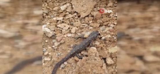 Tunceli'de doğada 10 yıl önce 1 tanesi görülen bir hayvan ilgili şaşırtan gelişme resmen hayrete düşürdü! 10 yıl sonra aynı bölgeye gidince gördüler - Resim: 2