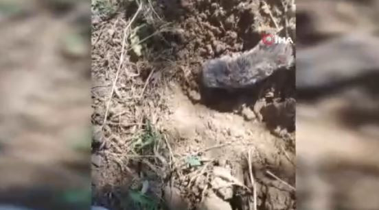 Elazığ'da traktörüyle tarlasını süren çiftinin pulluğuna takıldı! 1 tane vardı başka bir şey sandı gerçek bambaşka oldu - Resim: 3