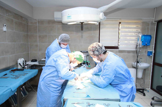 Kocaeli'de kırık bacakla geldiği yerde, herkesin gözdesi oldu - Resim : 1