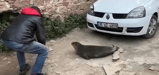 Türkiye bu olaya şaşırıp kaldı! Yolunu kaybedip kent merkezine geldi, onu görenler çekinerek yanına gitti - Resim : 1