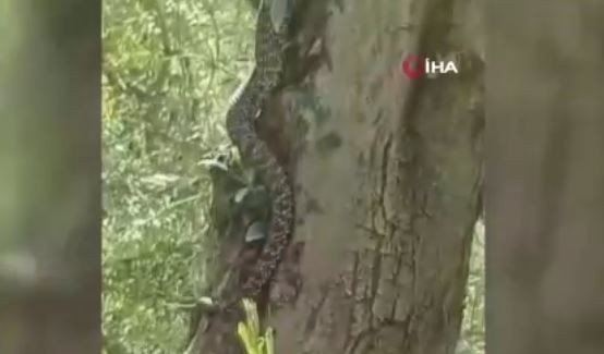 Bursa'da zeytin ağacının üzerinde bir anda belirdi... 2,5 metre boyundaydı, onu gören vatandaşlar geri geri kaçmak zorunda kaldı - Resim: 4
