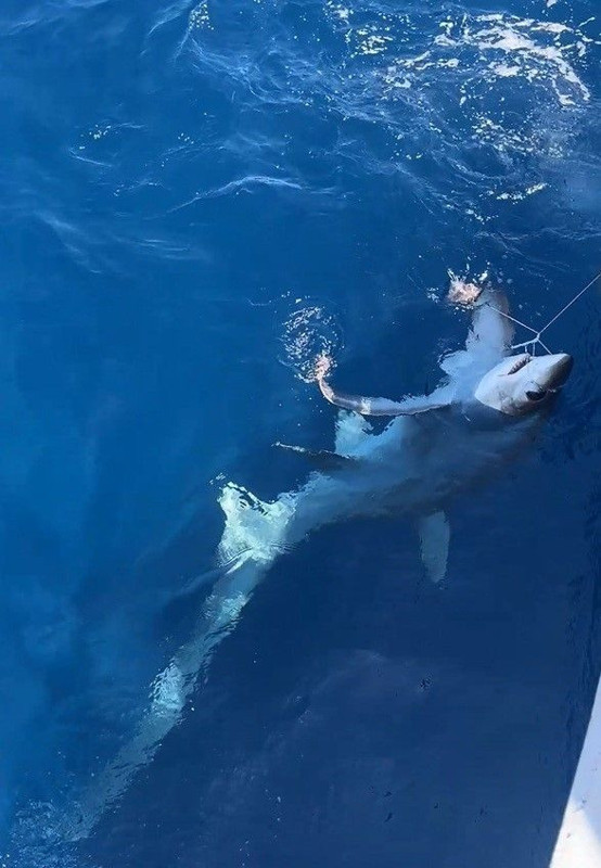 Gökçeada açıklarında dev gölge yaklaştı… 6 metrelik canlı oltaya takıldı, sonra serbest bırakıldı - Resim: 3