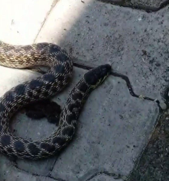 Erzincan’da kümesteki hayvanların bıraktığı yumurtaların 1'er 1'er kaybolduğunu fark etti. 2 gün boyunca kümesi izlediğinde bir anda karşısında onu gördü - Resim: 4