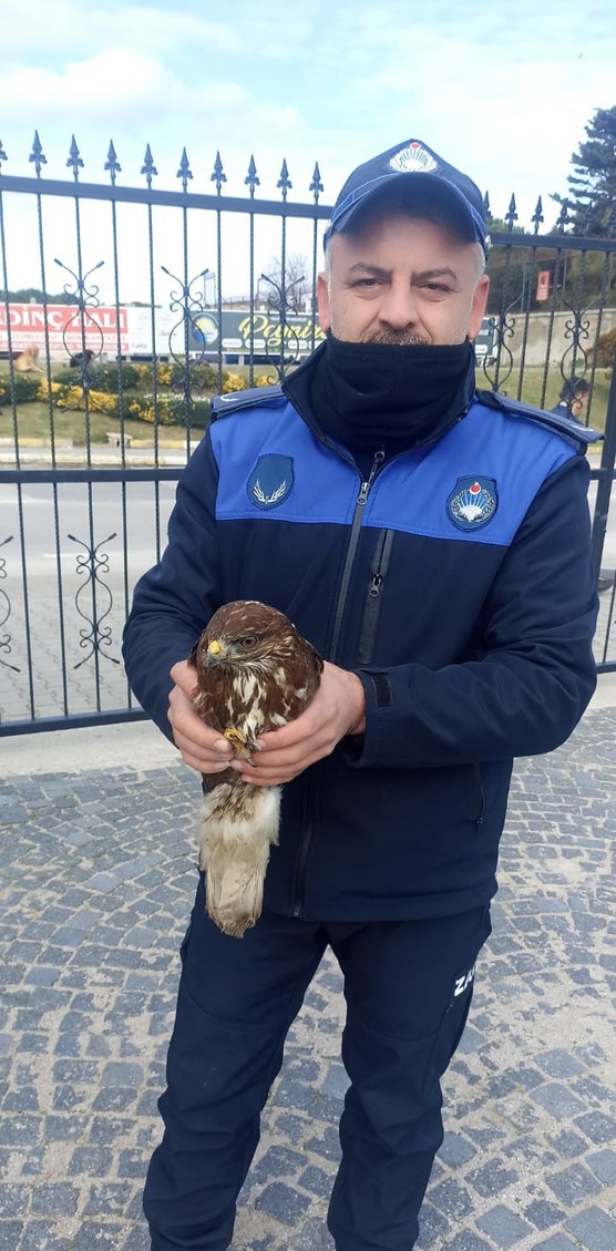 Sinop'ta martıların saldırısına uğradı. Yırtıcı canlının imdadına zabıta koştu - Resim : 1