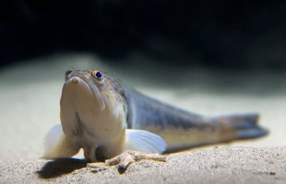 Dünyada sahile inen herkes kırmızı kodla uyarıldı... Geceleri bile kumun içerisinde saklanıyor... Soktuğu kişi kadın doğum anından bile beter acı yaşıyor - Resim: 3