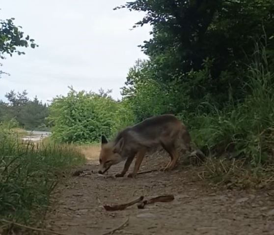 Tokat’ta doğaya pikniğe giden vatandaş karşısında bir anda 1 tanesini gördü. Daha sonra yaptığı hareket yürekleri ısıttı - Resim: 3