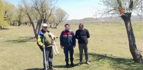 Yozgat'ta jandarma ekipleri 100'lerce koyunun otladığı bölgede 1 tane onu fark etti! Hemen araçtan inerek yanına gittiler - Resim: 4