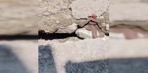 Malatya'da da doğada görülecek deniyordu. 2 metreye yakın hayvanı esnaf yürüyüş yaparken gördü. Sivas, Tunceli, Diyarbakır ve Şanlıurfa da çok dikkat etsin - Resim: 1