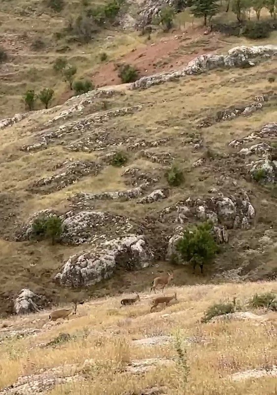 Elazığ'da dağda sürü halde görüldüler. Onlara dokunan 250.000'i bile değil 3 ay ile 6 ay özgürlüğü gözden çıkarsın - Resim: 1