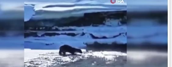 Ardahan'da 3 tane hayvan, müthiş kar manzarasının üzerinde hep birlikte ortaya çıktı. Yakın bir zamanda bir daha onları hiçbir yerde göremeyebiliriz - Resim: 4