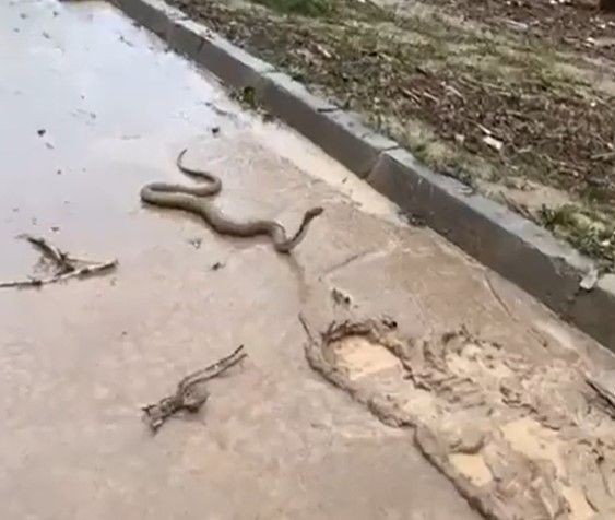 Şanlıurfa'da tedirgin eden görüntü! Sanki kıyamet alameti: Sokakları bastı! - Resim: 5