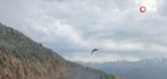 Erzincan’da doğada karanın korkunç hayvanı, yukarıdan gelen 1 tane göklerin hakimine böyle yem oldu. Azılı hayvan avını yukarıda parçalayacak - Resim: 2