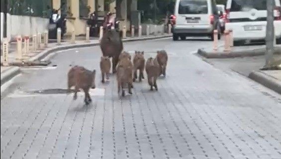Aydın ve Muğla'da doğanın süper istilacısı büyük harekete başlamıştı! 8 yılda 100.000 ile çoğalabilen hayvana karşı resmi ekipler karşı harekete geçti - Resim: 3