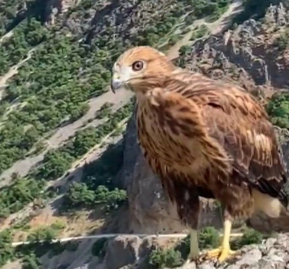Tunceli’de bitkin halde bulunan 3 yırtıcı kuş tedavi edildi, doğaya salındıkları anlar nefes kesti - Resim: 1